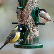 Buitenvogels en egels