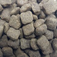 Buddy's dog line excellent