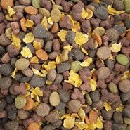 Buddy's dog line budget diner