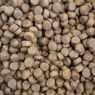 Buddy's dog line Premium Adult No Grain Verse Zalm