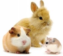 Knaagdieren en konijnen
