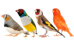 Vogels