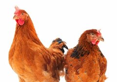 Kippen en pluimvee