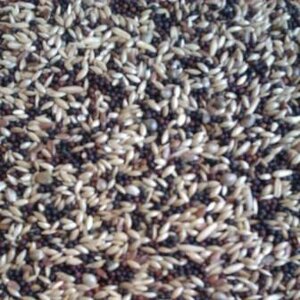  Buddy&#039;s bird line Zangzaad