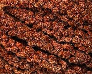  Trosgierst franse rood