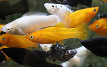 Hoogvinkarper (zeilvin molly) mix