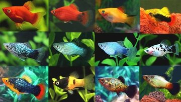 Platy mix