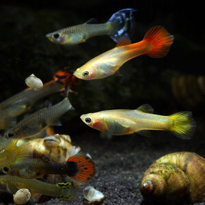 Guppy vrouw mix