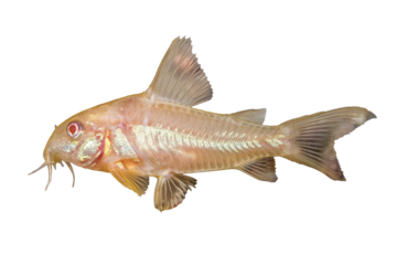 Corydoras Albino
