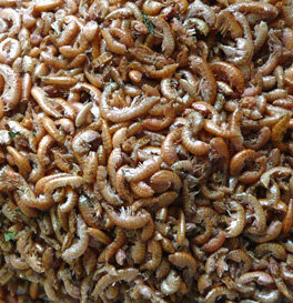 Gammarus 8 mm 2,5 ltr