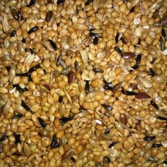 Himbergen prachtvinkenzaad nr.204 1 kg