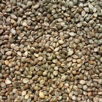 Millet japanse 1 kg