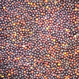Raapzaad kiem 1 kg