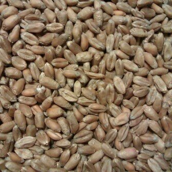 Tarwe 1 kg