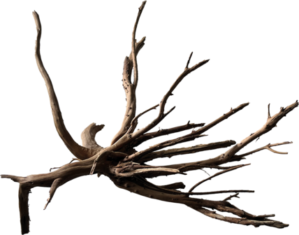 Black spiderwood