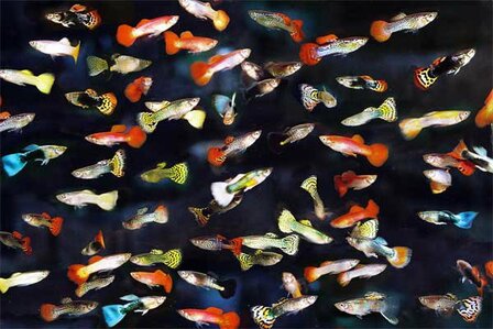 Guppy man mix