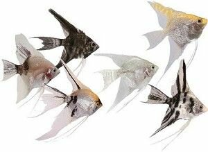 Maanvis mix