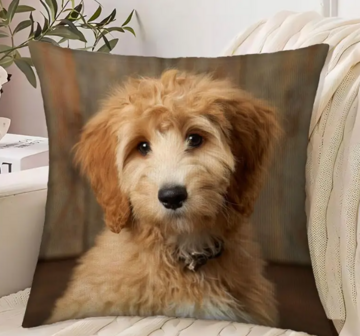 Sierkussen Labradoodle