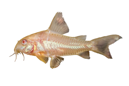 Corydoras Albino