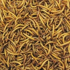 Meelwormen gedroogd