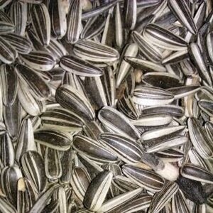 Zonnepitten gestreept 