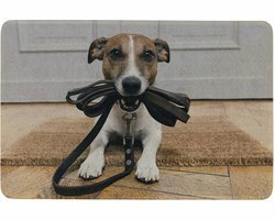 B-living deumat jack russel 