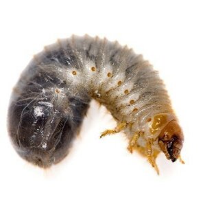 Rozenkeverlarven/dola in doosje.