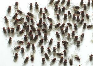 Fruitvliegen ( Drosophila melanogaster )