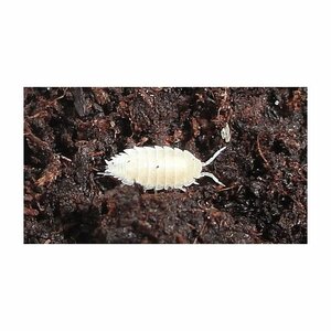 Tropische pissebedden (doosje)