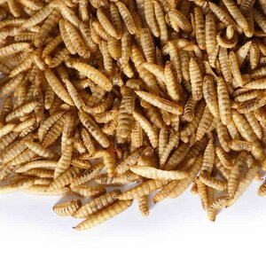 Black soldier fly larve (doosje)