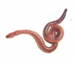 Regenwormen (Dendrobena veneta) 15-18stuks