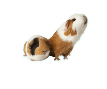 cavia gladhaar