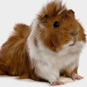 cavia borstelhaar