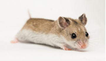 Chinese dwerghamster