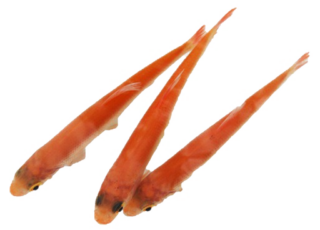 Goud en Blauwe winde 7-10cm